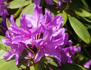 Rhododendron, Doldentraub, Traub Notes, purple, flower thumbnail