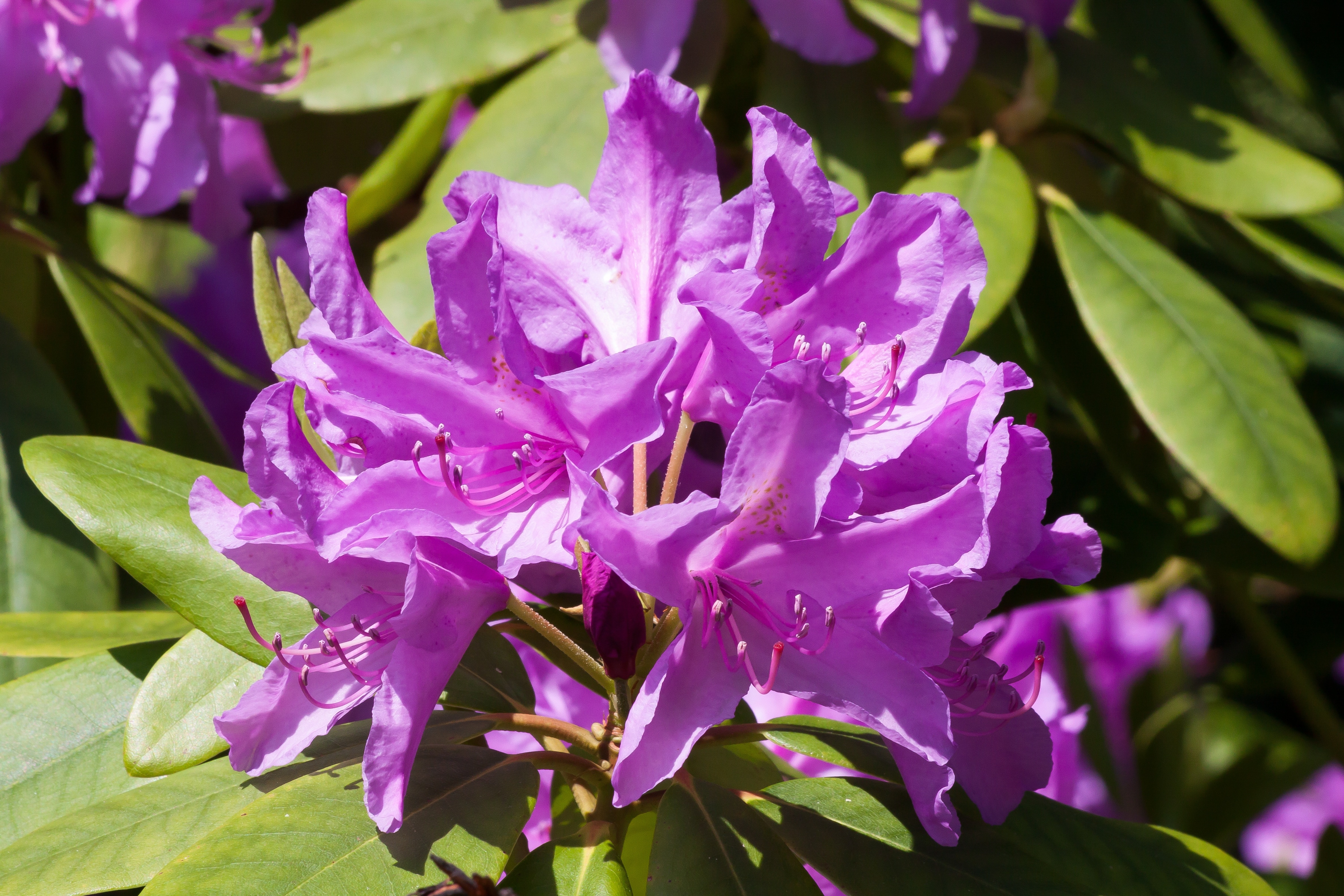Rhododendron, Doldentraub, Traub Notes, purple, flower