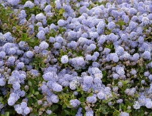 Blue, Botany, Flowers, Flora, Bowls, flower, purple thumbnail