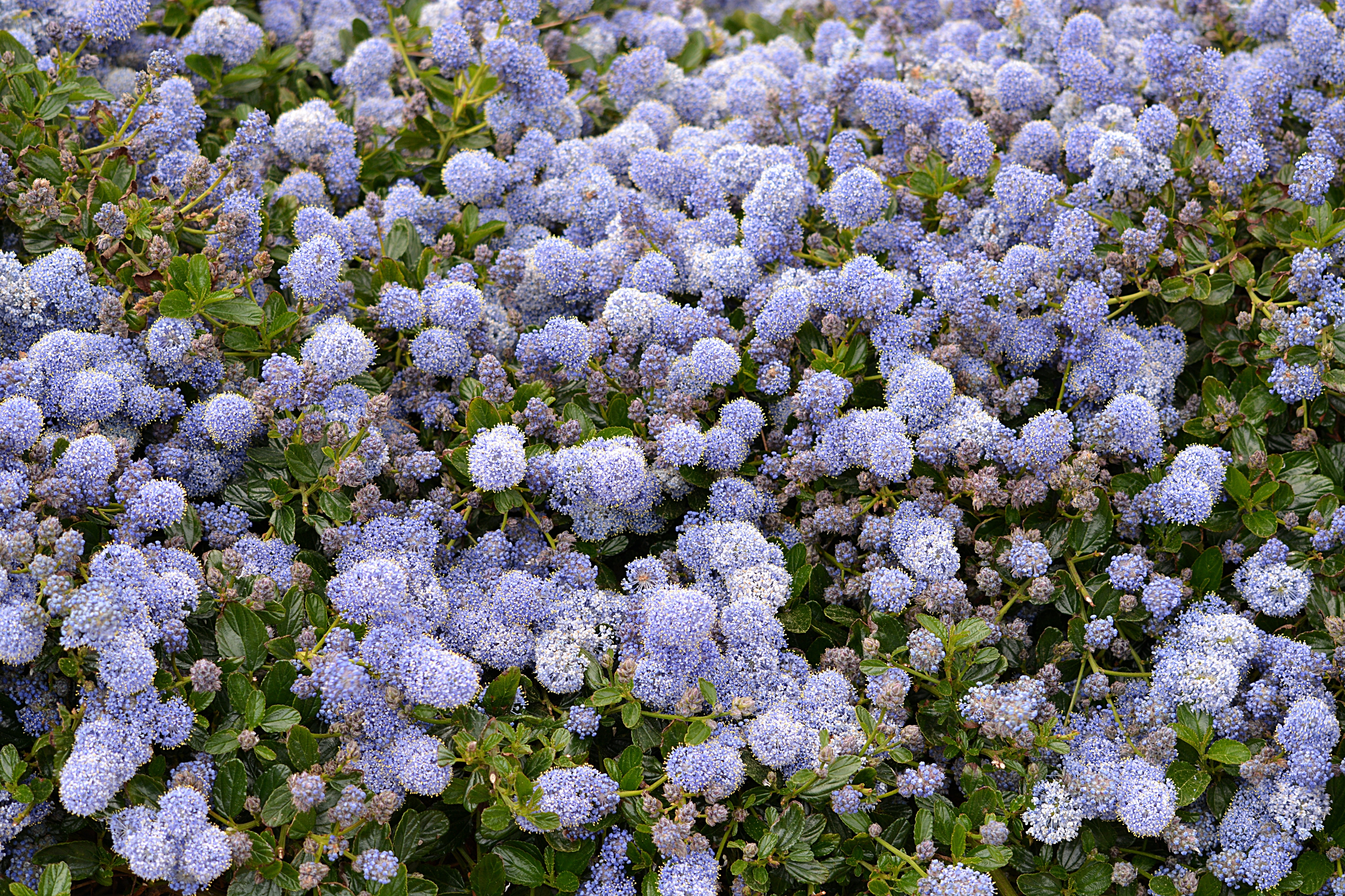 Blue, Botany, Flowers, Flora, Bowls, flower, purple