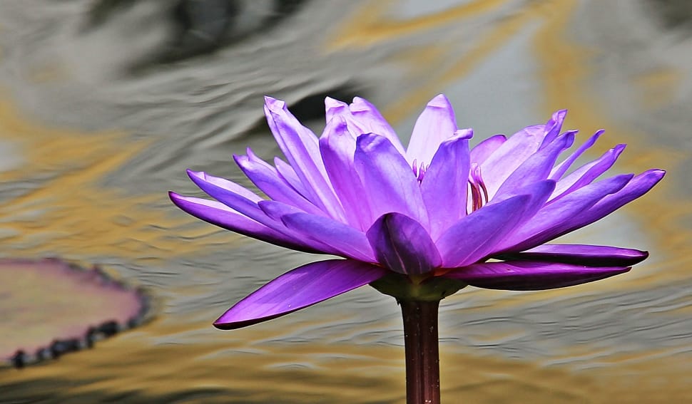 purple lotus flower preview