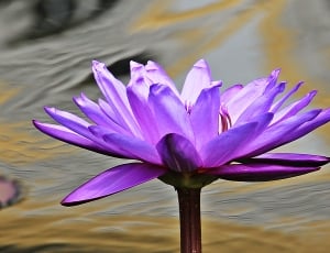purple lotus flower thumbnail