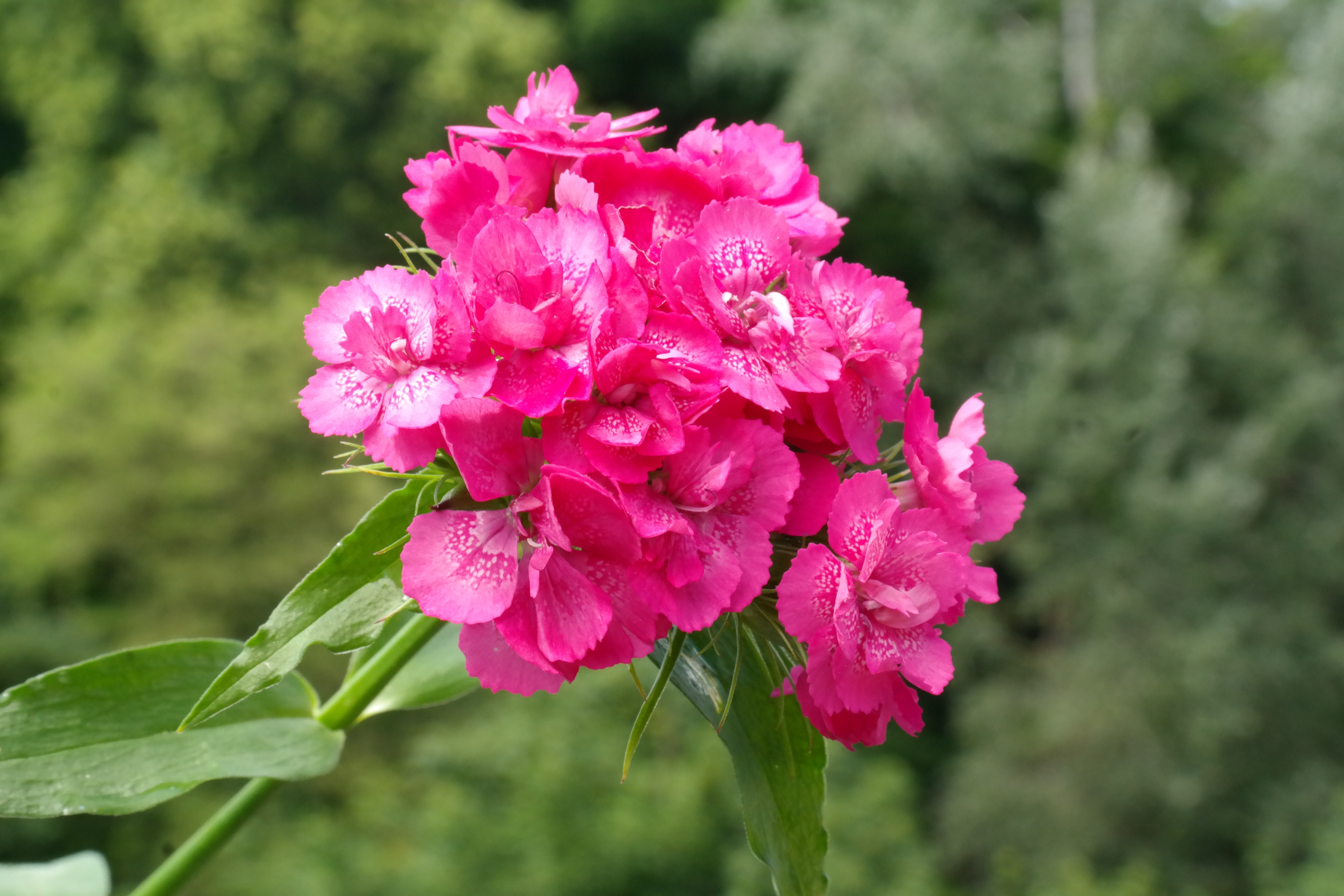 pink petal flowers