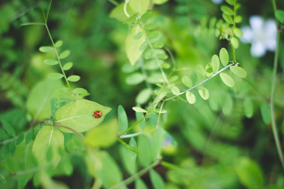 lady bug and green leaf plant preview