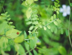 lady bug and green leaf plant thumbnail
