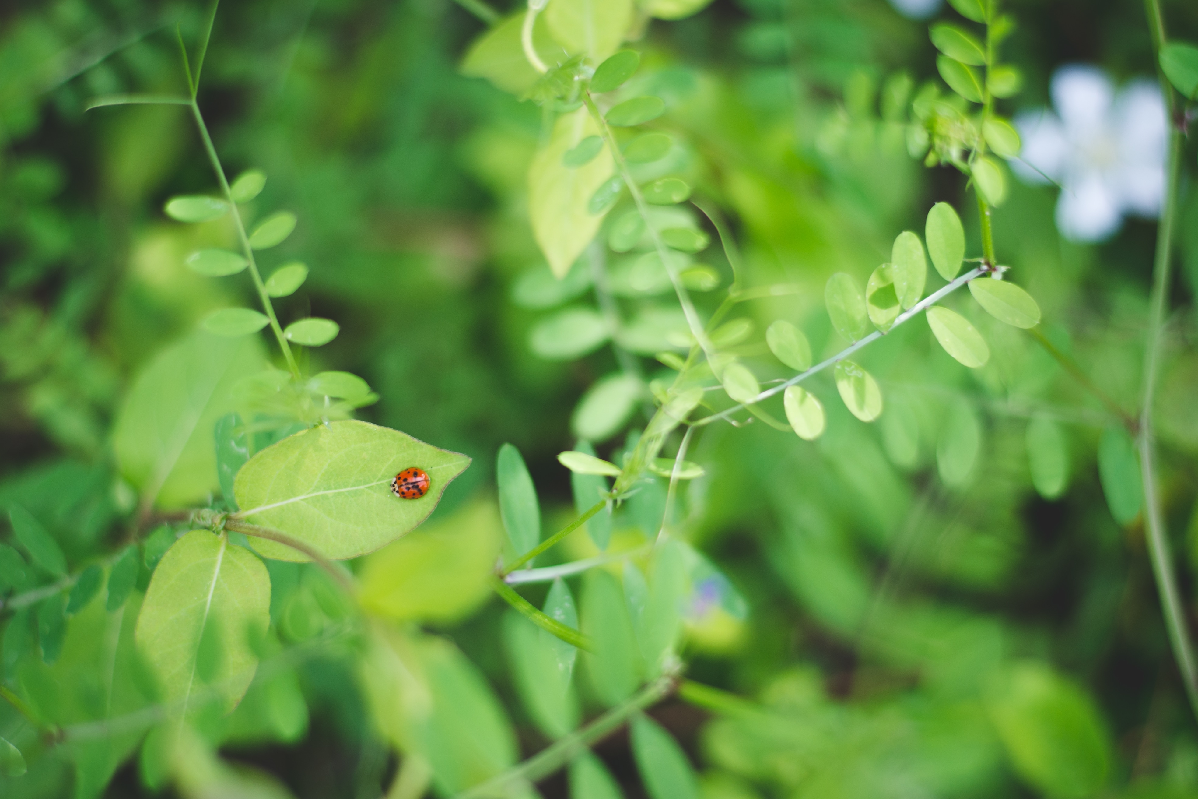 lady bug and green leaf plant