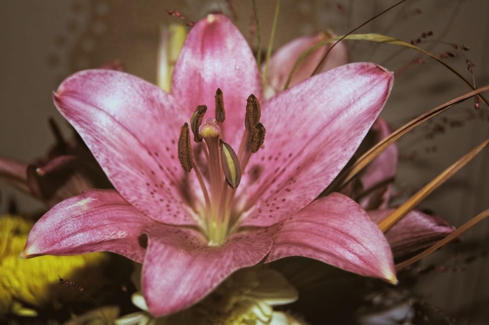 oriental lily preview