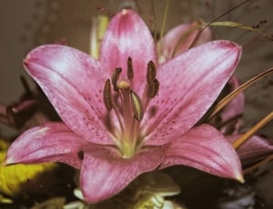 oriental lily thumbnail