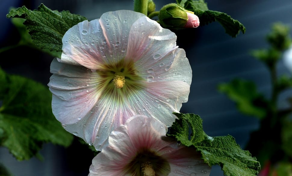 white Hollyhock, dew preview