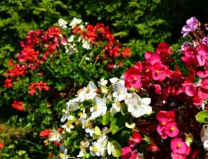 pink and white bougainvillea flowers thumbnail
