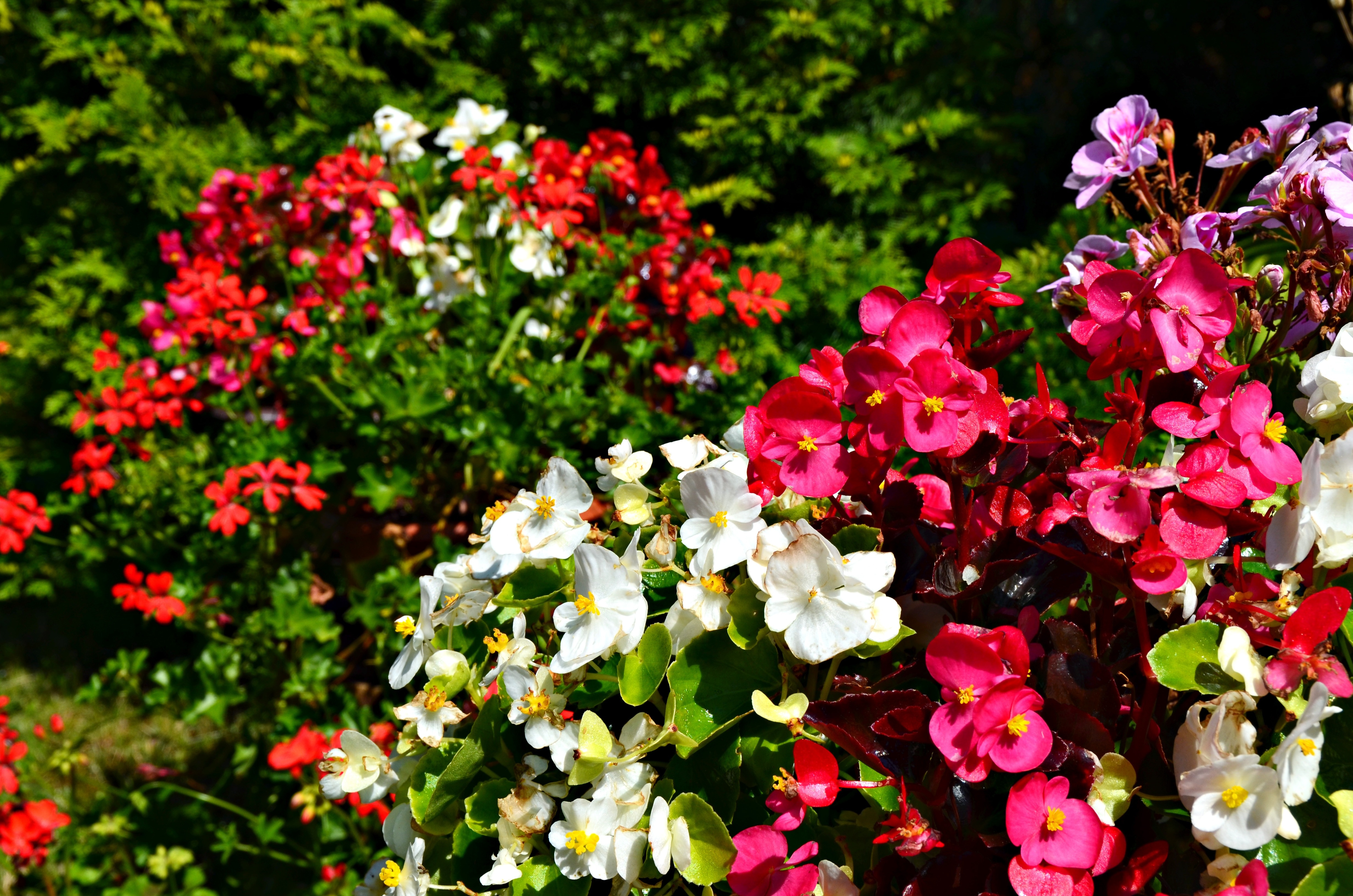 pink and white bougainvillea flowers