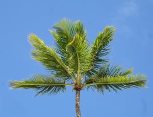 green coconut tree thumbnail