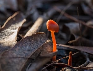 orange mushroom thumbnail