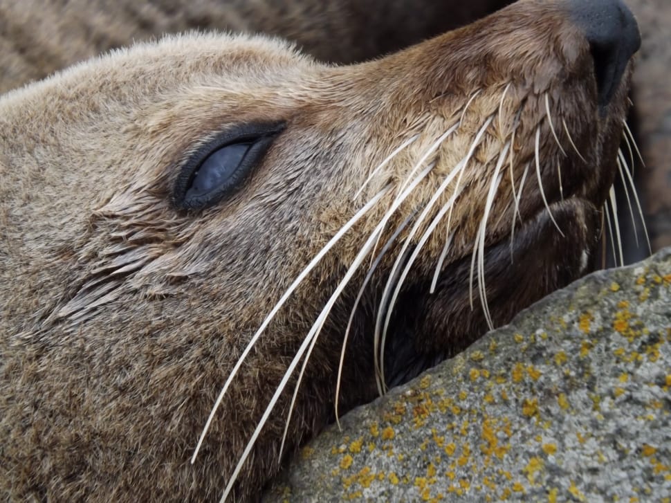 close up photography of sealion preview