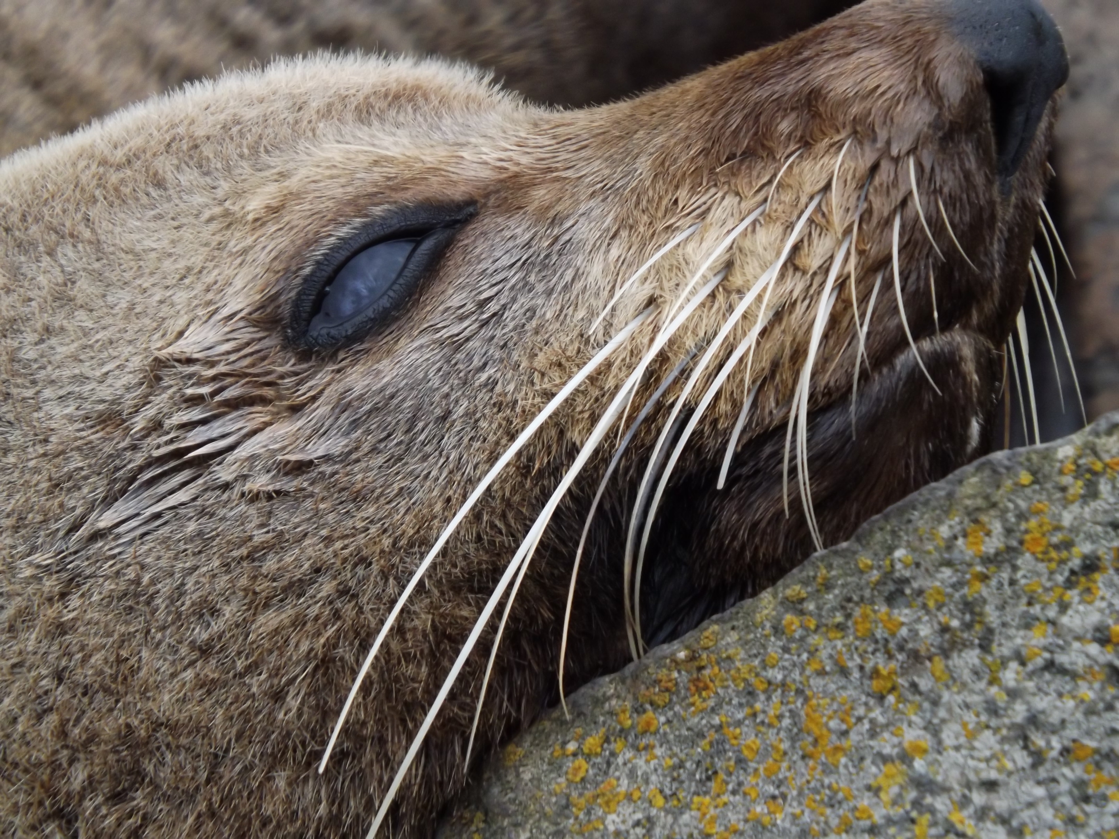close up photography of sealion
