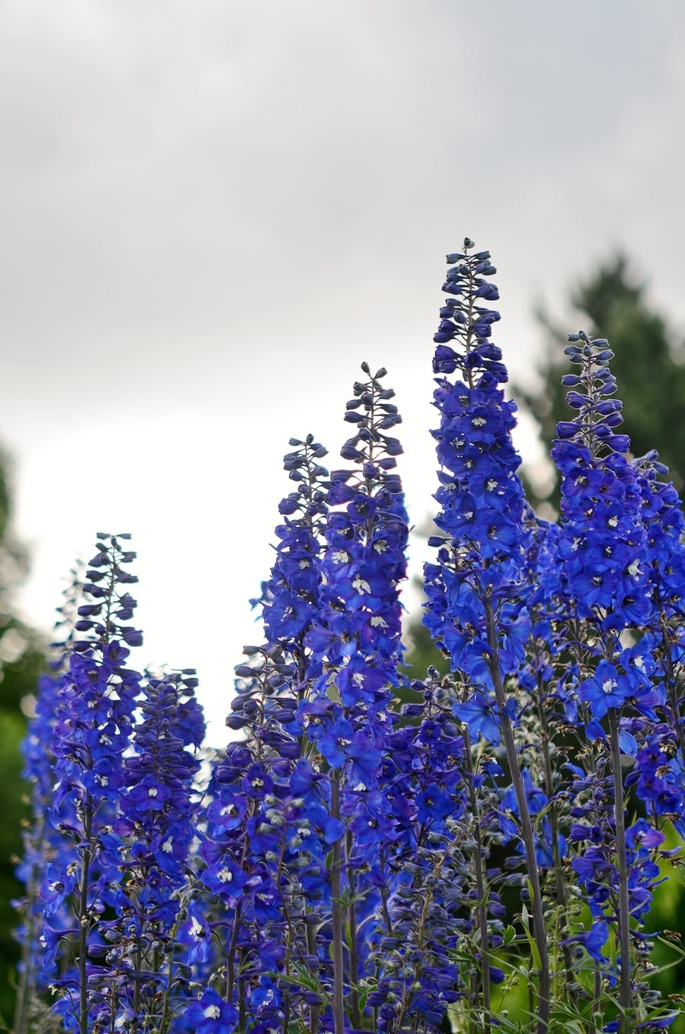 Spring, Blue, Lilac, Naked Stalks Poppy, flower, purple preview