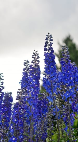 Spring, Blue, Lilac, Naked Stalks Poppy, flower, purple thumbnail
