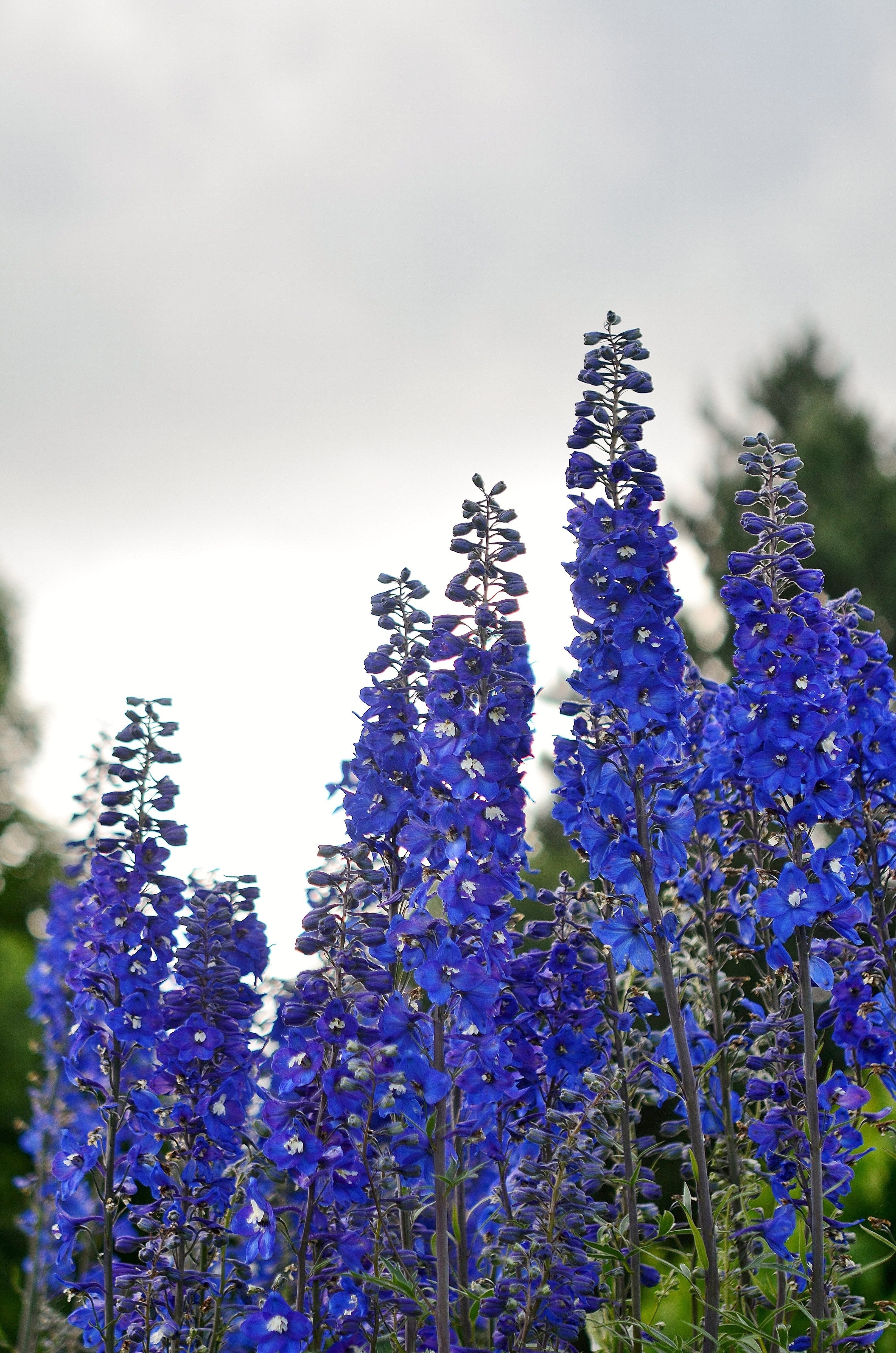 Spring, Blue, Lilac, Naked Stalks Poppy, flower, purple