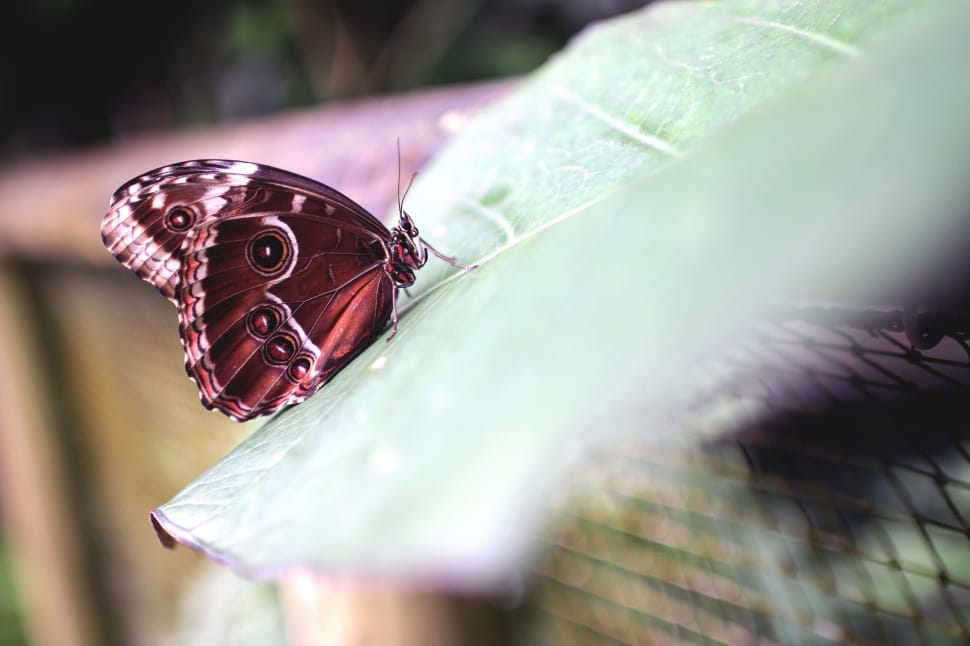 morpho butterfly underwing preview