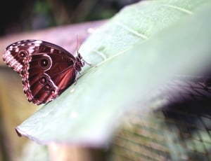 morpho butterfly underwing thumbnail