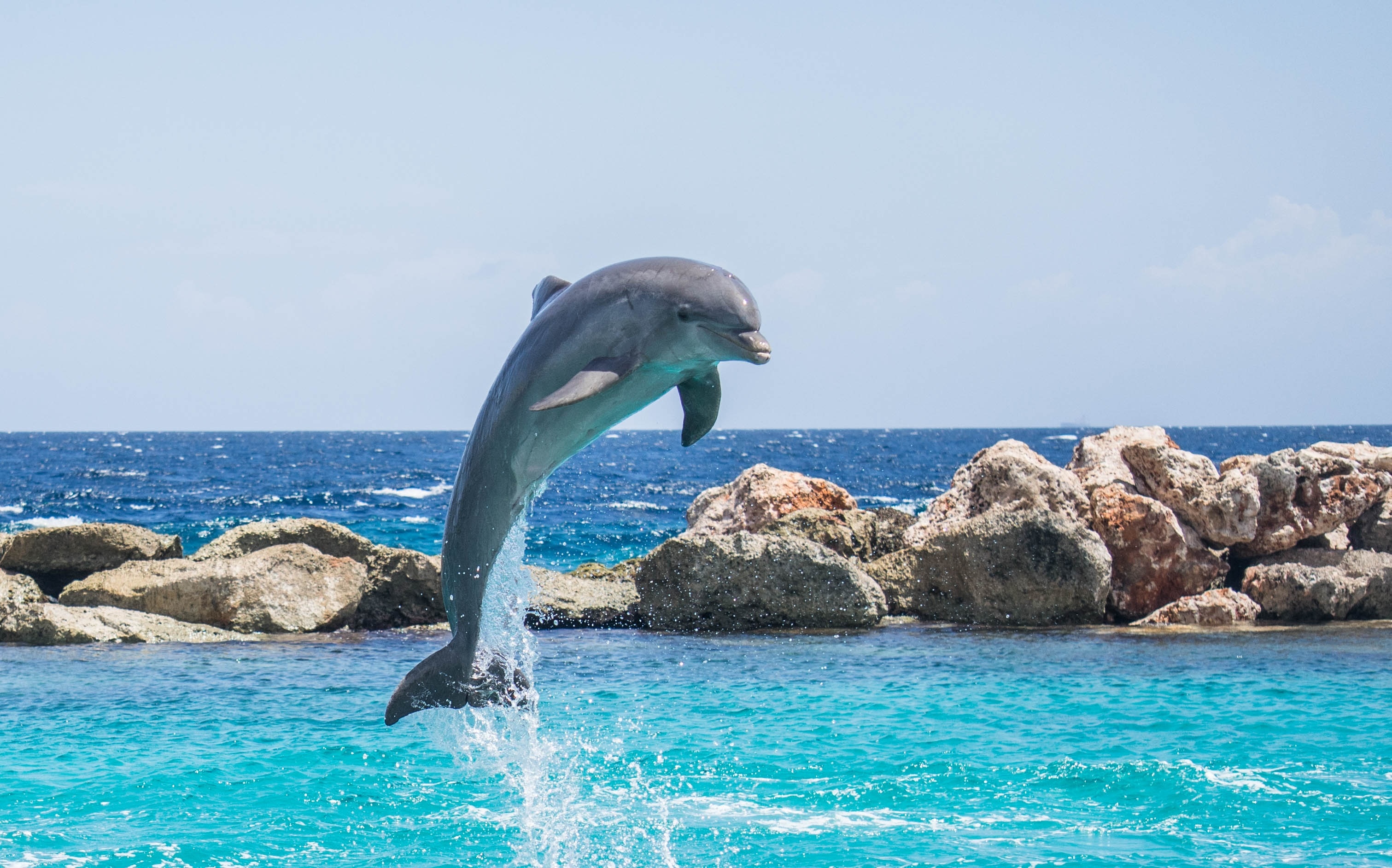 фото дельфина на заставку