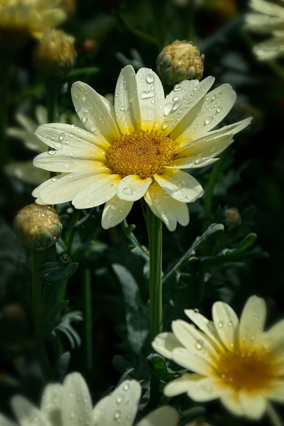 white and yellow flowers preview