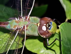 green and brown dragonfly thumbnail