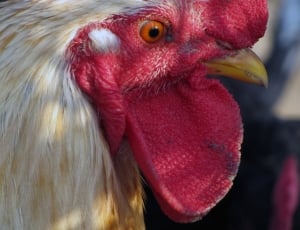 brown rooster head close up photo thumbnail