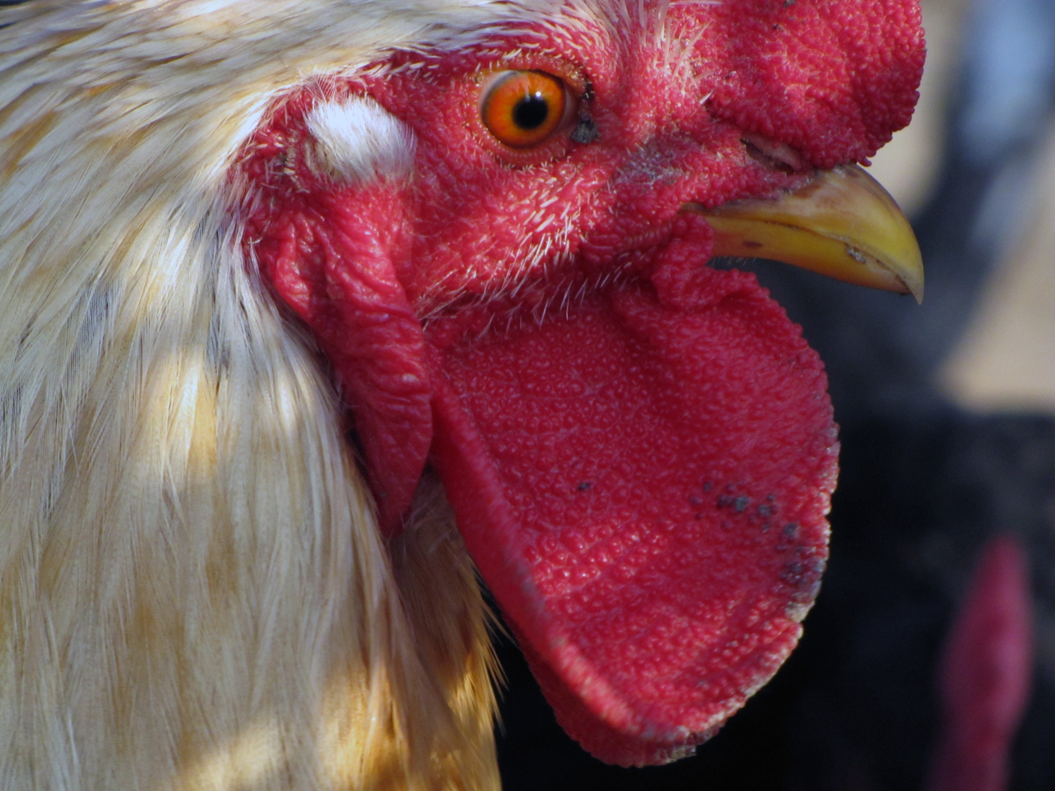 brown rooster head close up photo