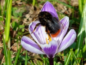 orange tailed Carpenter Bee perched on purple flower thumbnail
