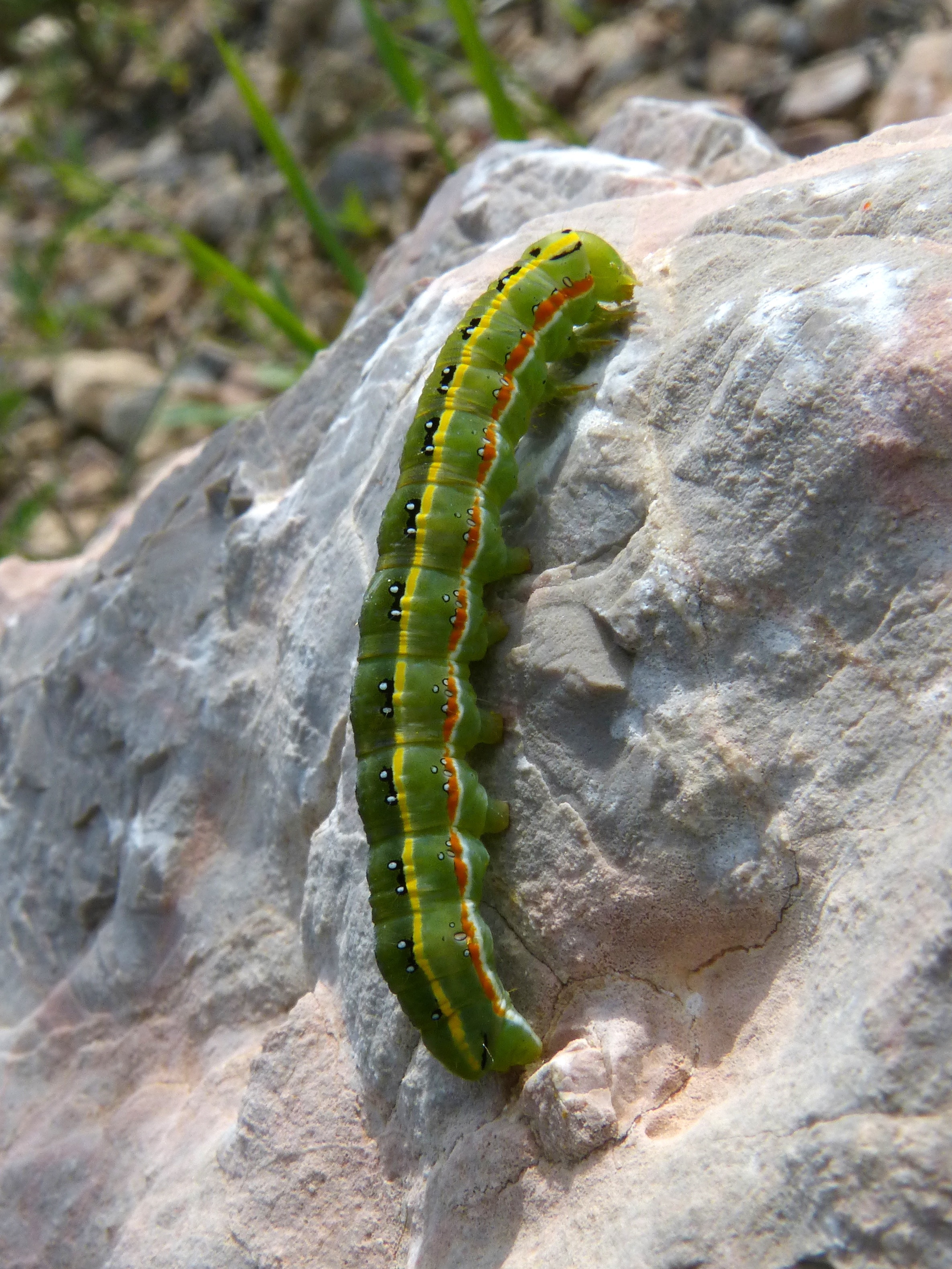 green black and red caterpillar