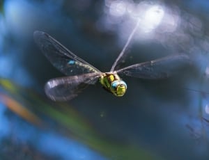 yellow and gray dragonfly thumbnail