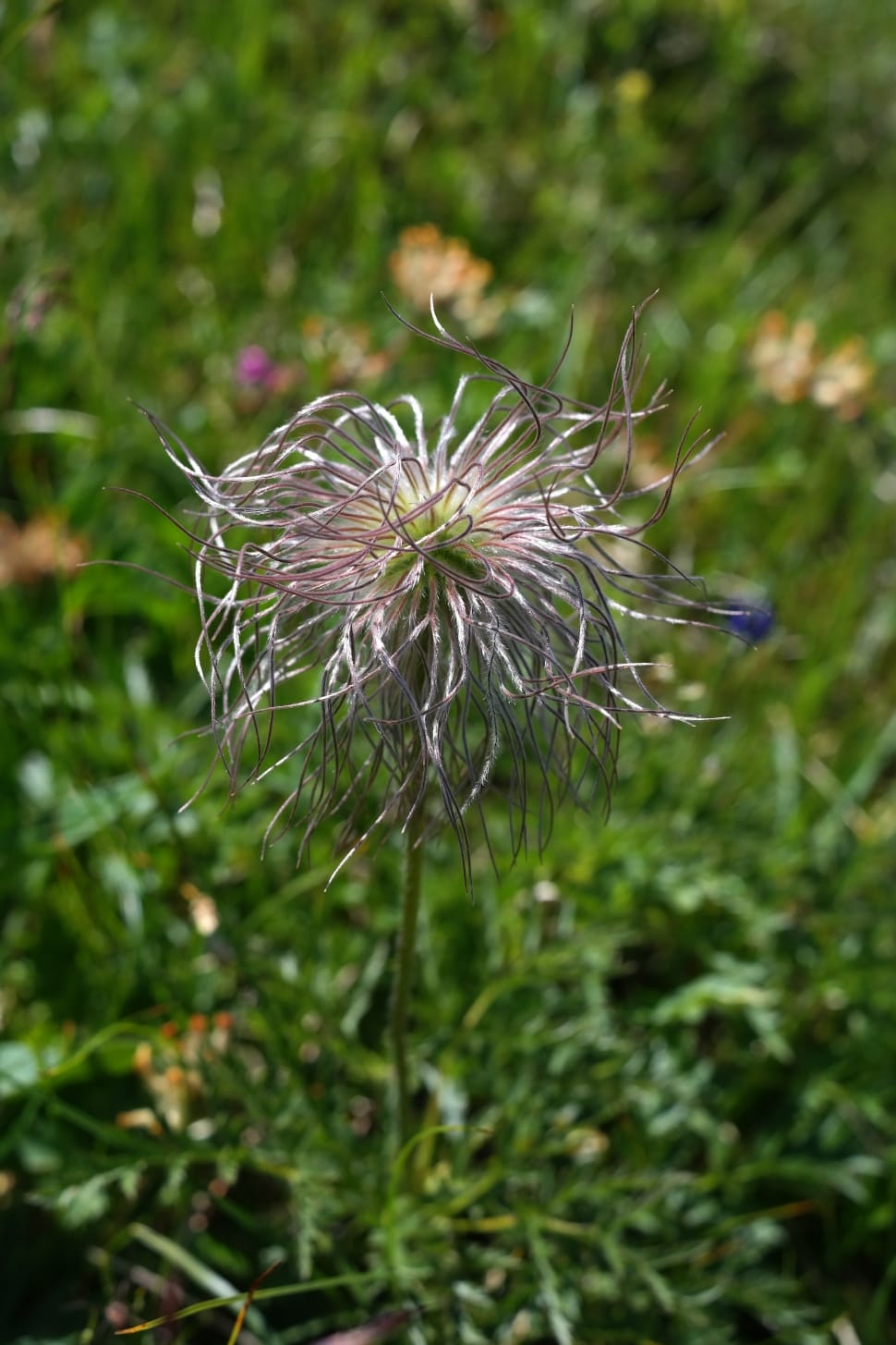 withered dandelion preview