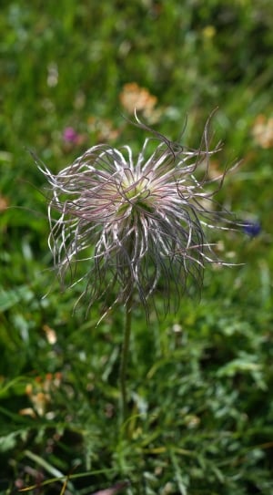 withered dandelion thumbnail