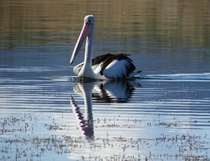 australian pelican thumbnail