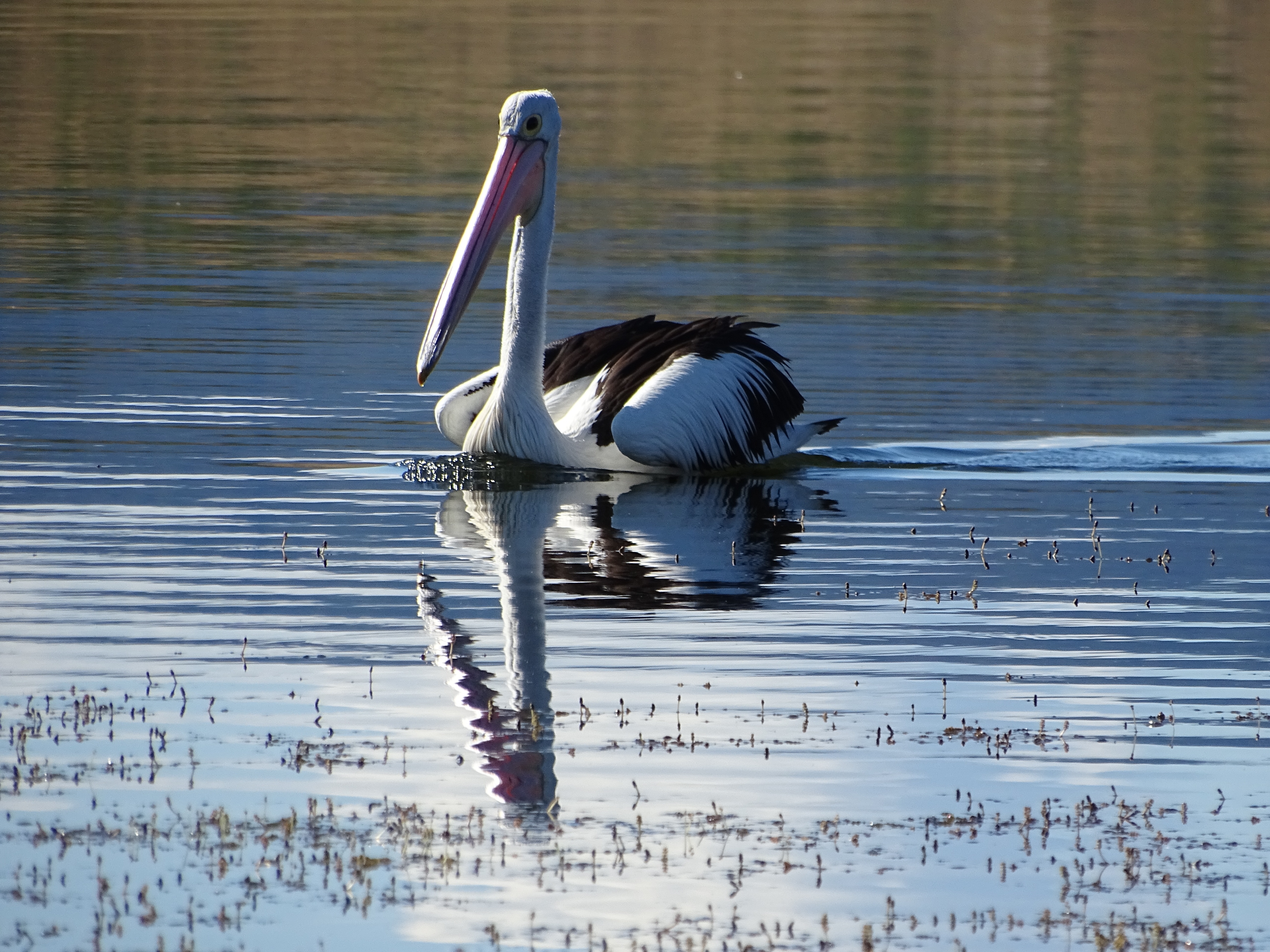australian pelican