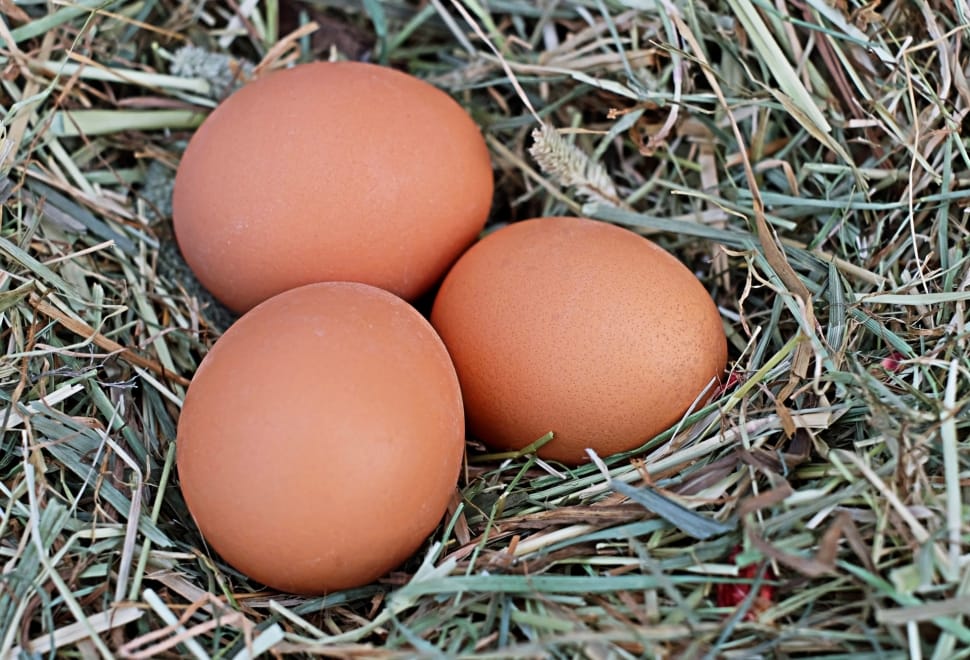 Egg, Brown, Agriculture, Chicken Eggs, egg, animal egg preview
