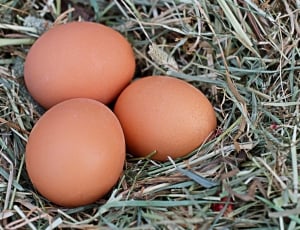 Egg, Brown, Agriculture, Chicken Eggs, egg, animal egg thumbnail