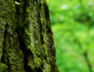 green tree skin thumbnail