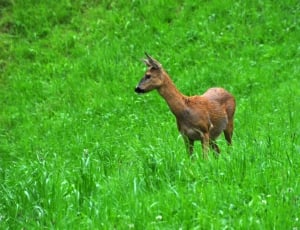 brown deer standing on green grass field during daytime thumbnail