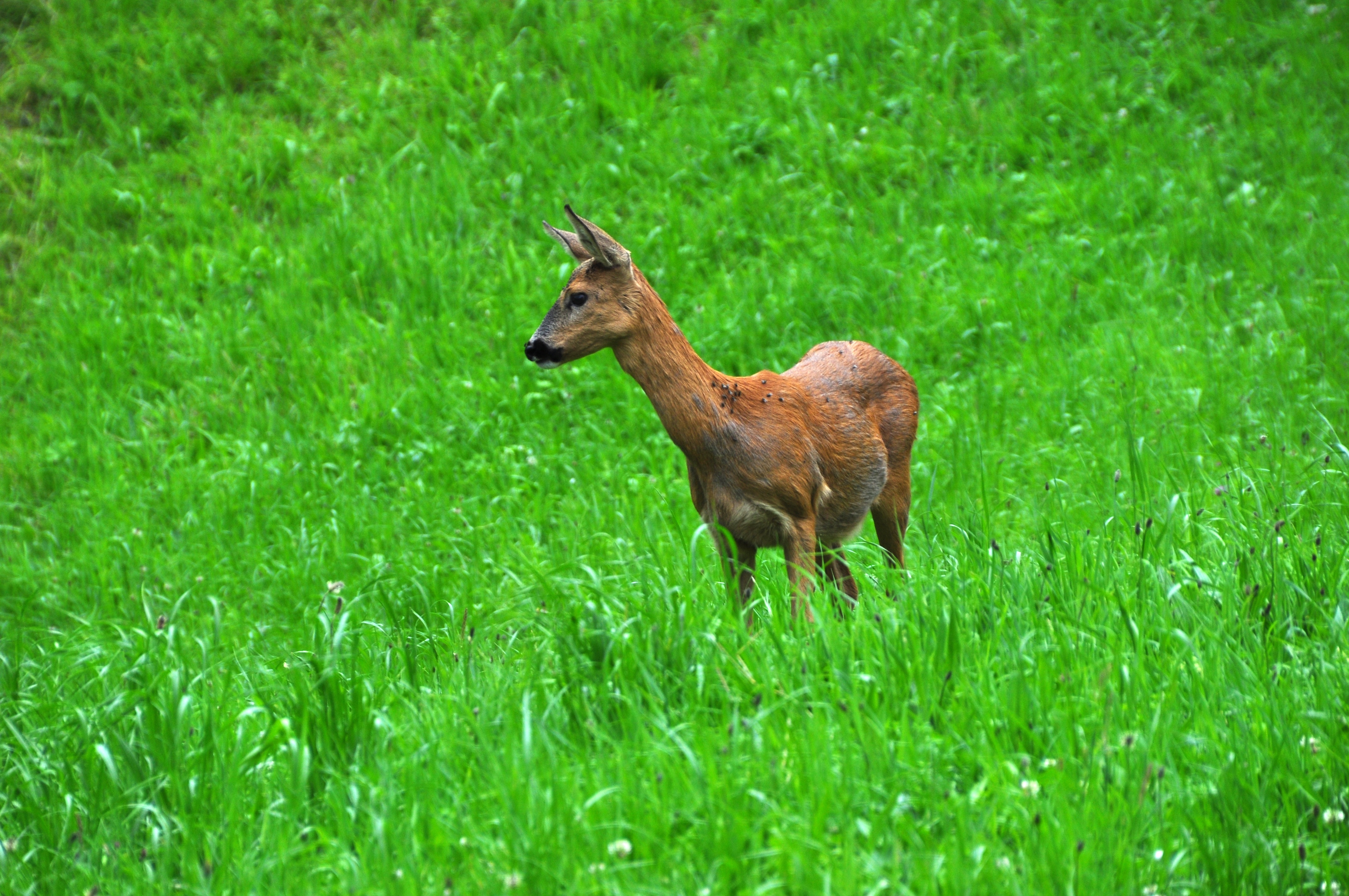 brown deer standing on green grass field during daytime