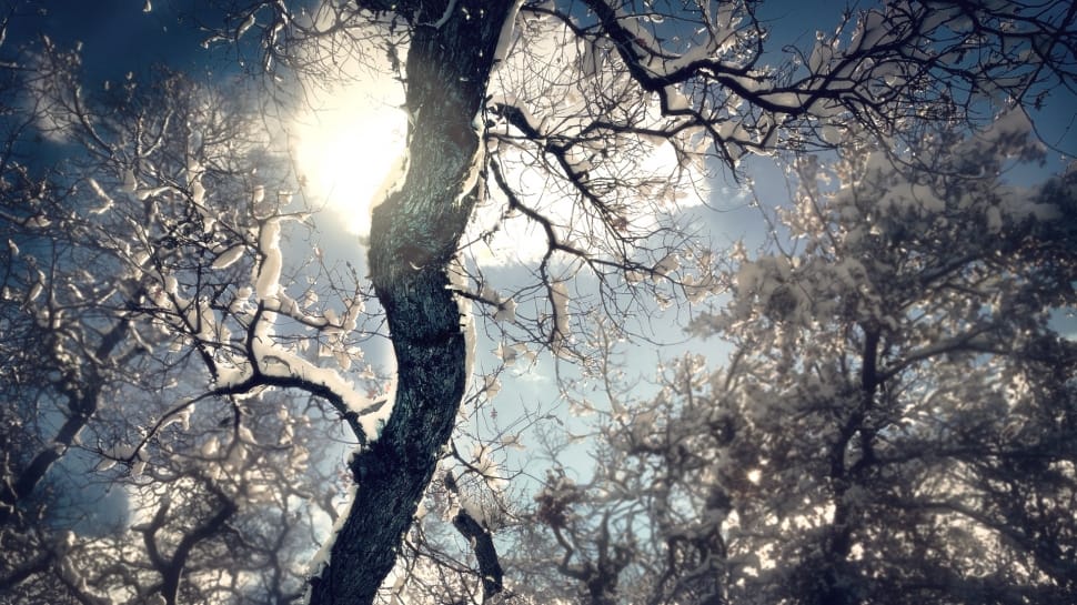 black bare tree with snow during daytime preview