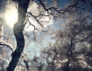black bare tree with snow during daytime thumbnail