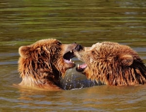2 brown grizzly bears thumbnail