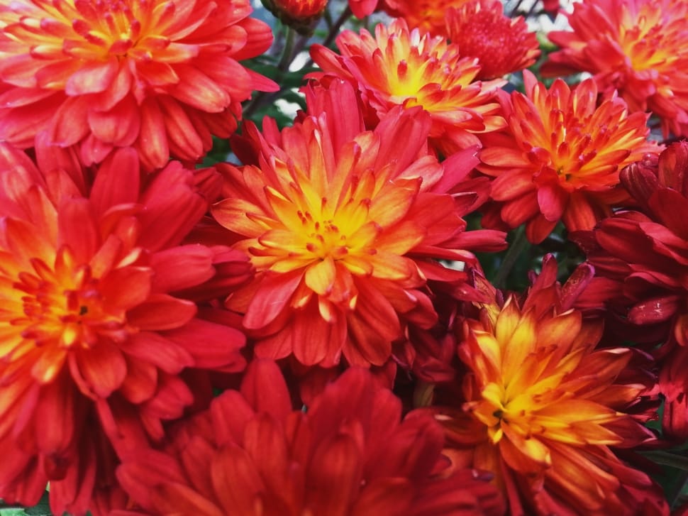 red and yellow petaled flowers preview
