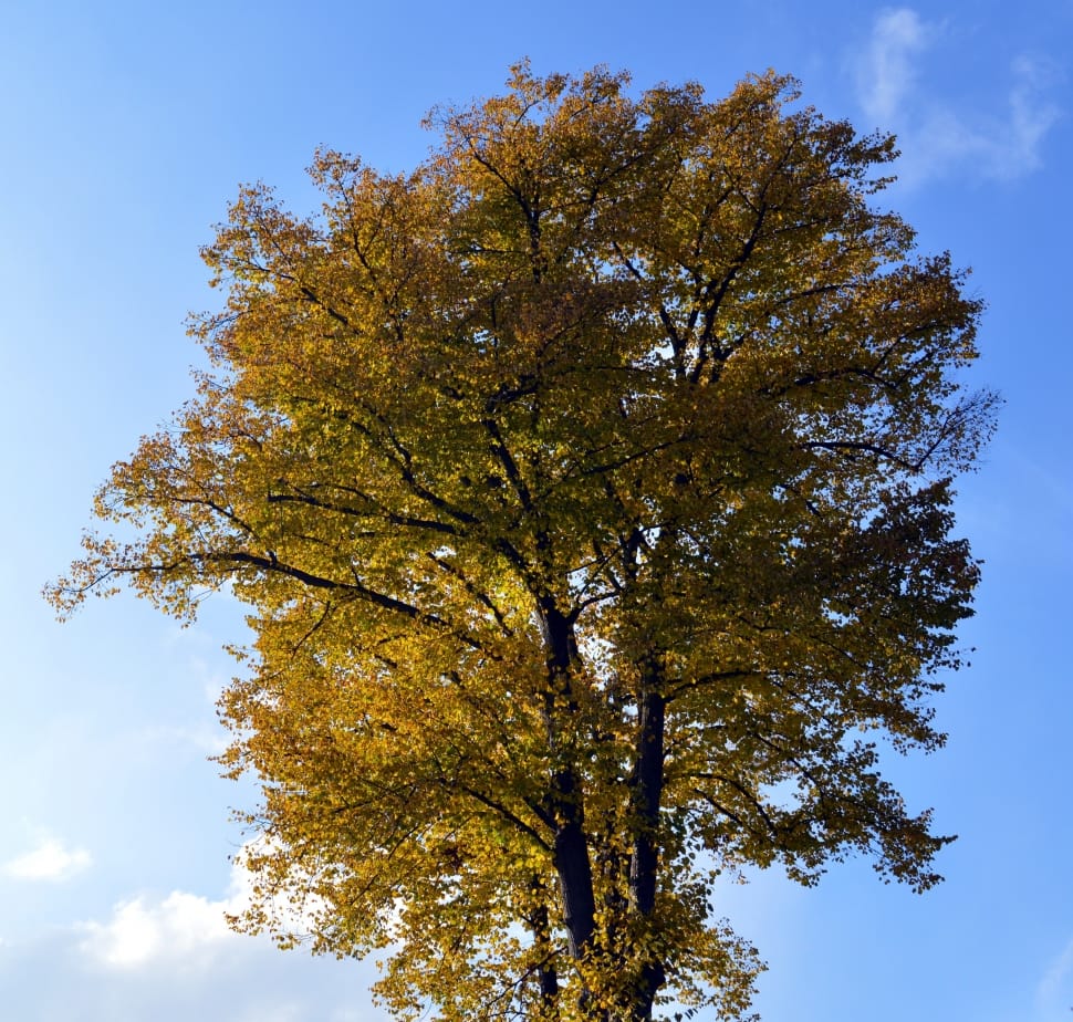 green leaves tree preview