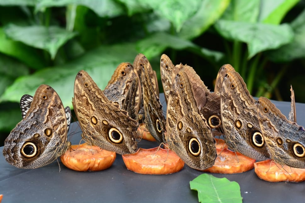 Feast, Butterfly, Fruit, Wings, reptile, animal wildlife preview
