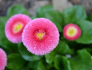 pink multipetaled petaled flowers thumbnail
