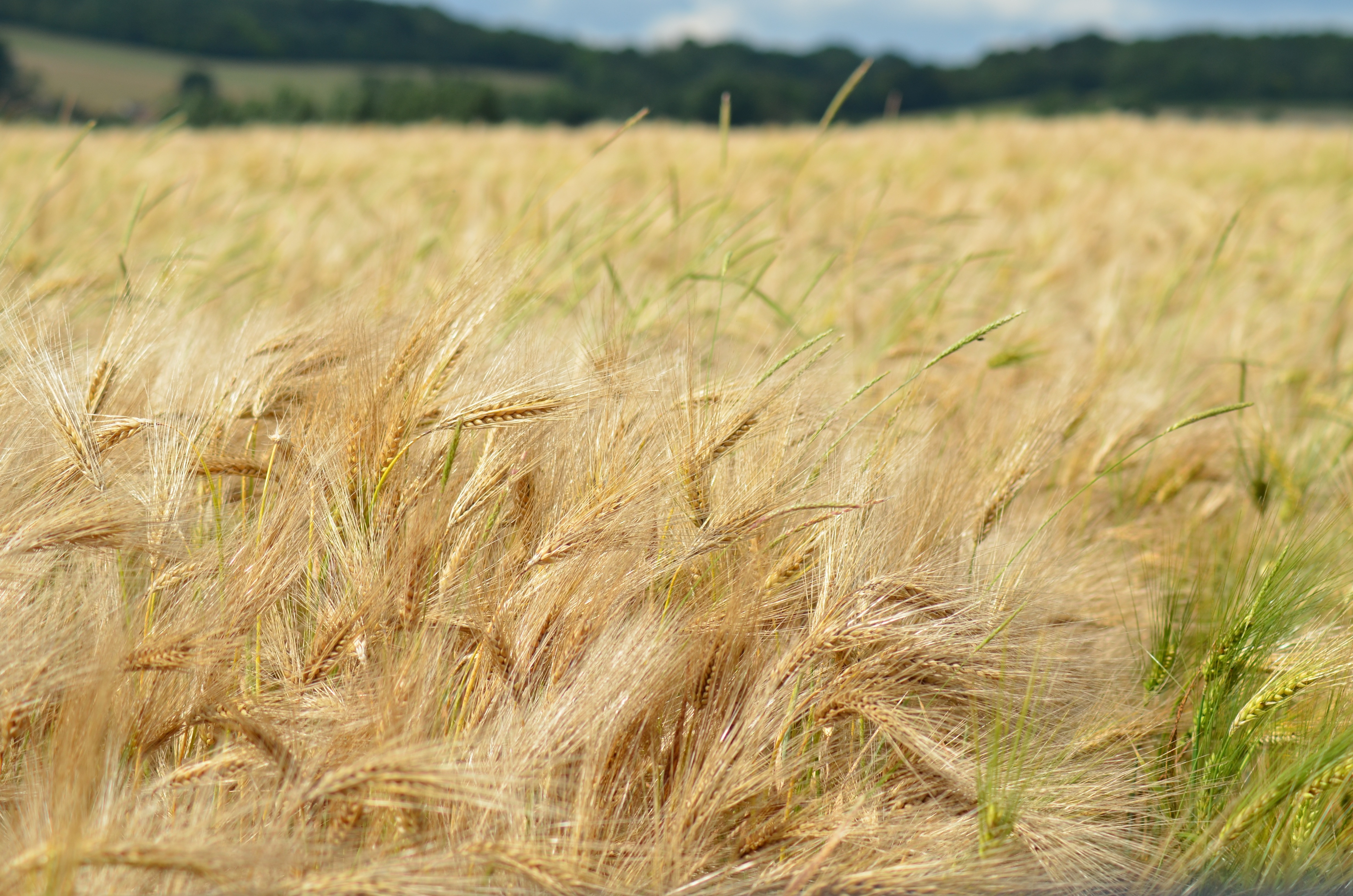 field of grains