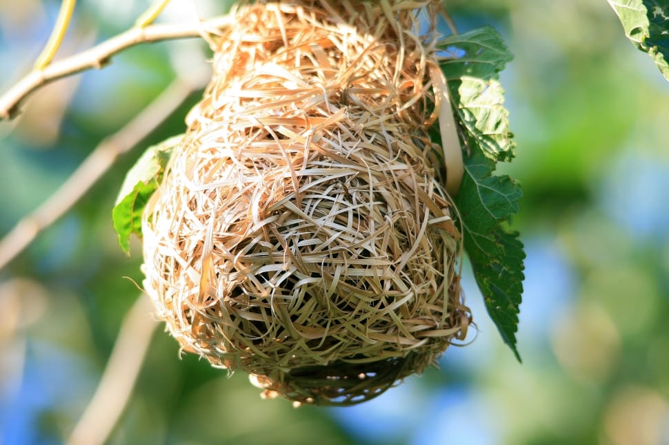 brown bird nest preview